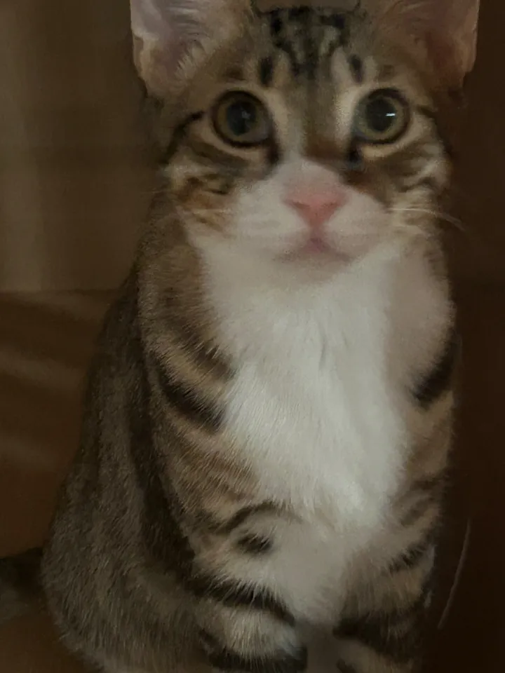 Eggroll's poster
